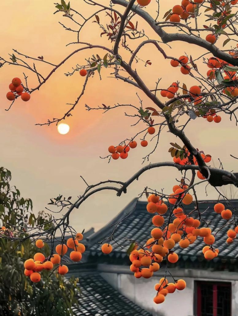 免费中文av